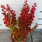 Dráč thunbergov (Berberis thunbergii) ´ORANGE SUNRISE®´ - výška 30-40 cm, kont. C2L